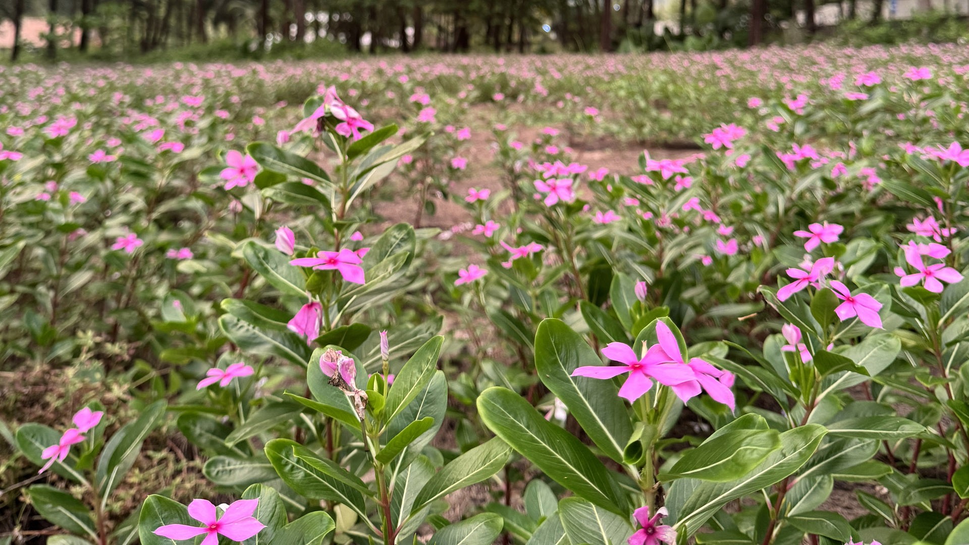 Laya Suites & Residences